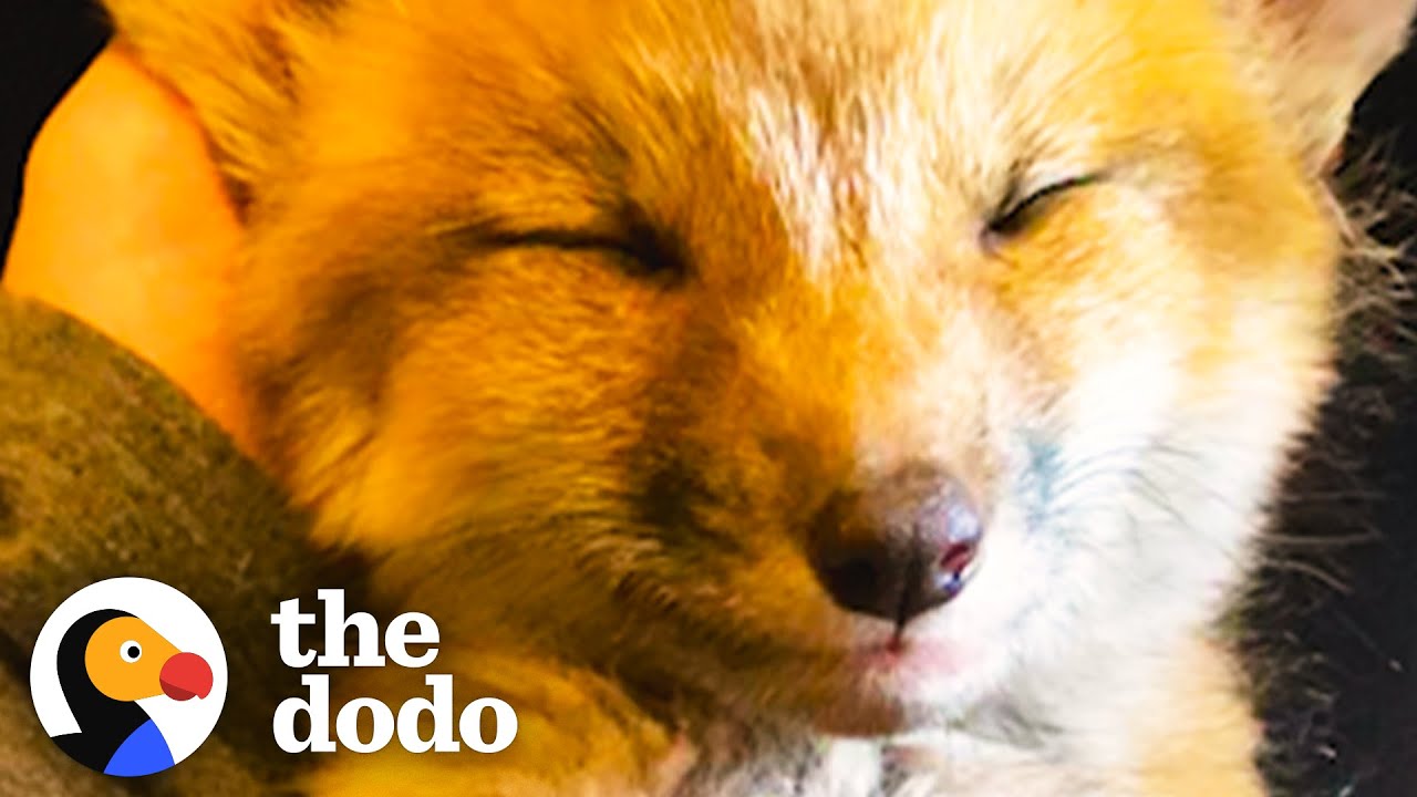Growling Baby Foxes Turn Into Sleepy Puppies On Their Rescuer's Lap | The Dodo Wild Hearts