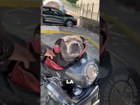 Ce type a fabriqué une moto pour son chien 😯❤️