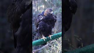 Oliver showing off a &quot;Rouse&quot; (Golden Eagle) #Eagle #goldeneagle #naturefacts