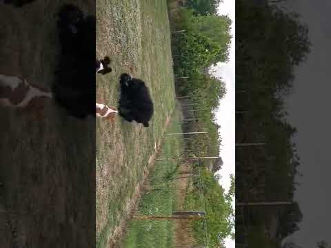Schwarzer Russischer Terrier Welpe kaufen