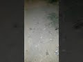 Tar Tar Karte Mendhak