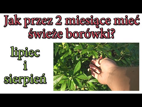 Jak przez 2 miesiące mieć świeże borówki? - Ogrodowe pierdamony 120