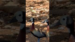 Marrecas Irerê na sombra para fugir do sol quente! #marrecos #aves