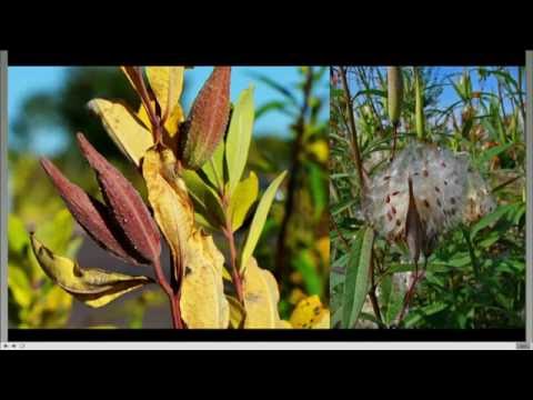 , title : 'Assessment of Exotic Milkweed'