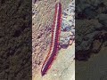 Indian Centipedes Kankhajura