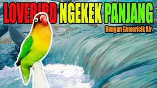 Download lagu Audio lovebird ngekek durasi panjang dengan suara gemericik air mp3 Download lagu Audio lovebird ngekek durasi panjang dengan suara gemericik air mp3