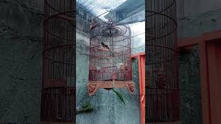 Download lagu murai batu muda hutan gacor murah meriah..... mp3 Download lagu murai batu muda hutan gacor murah meriah..... mp3