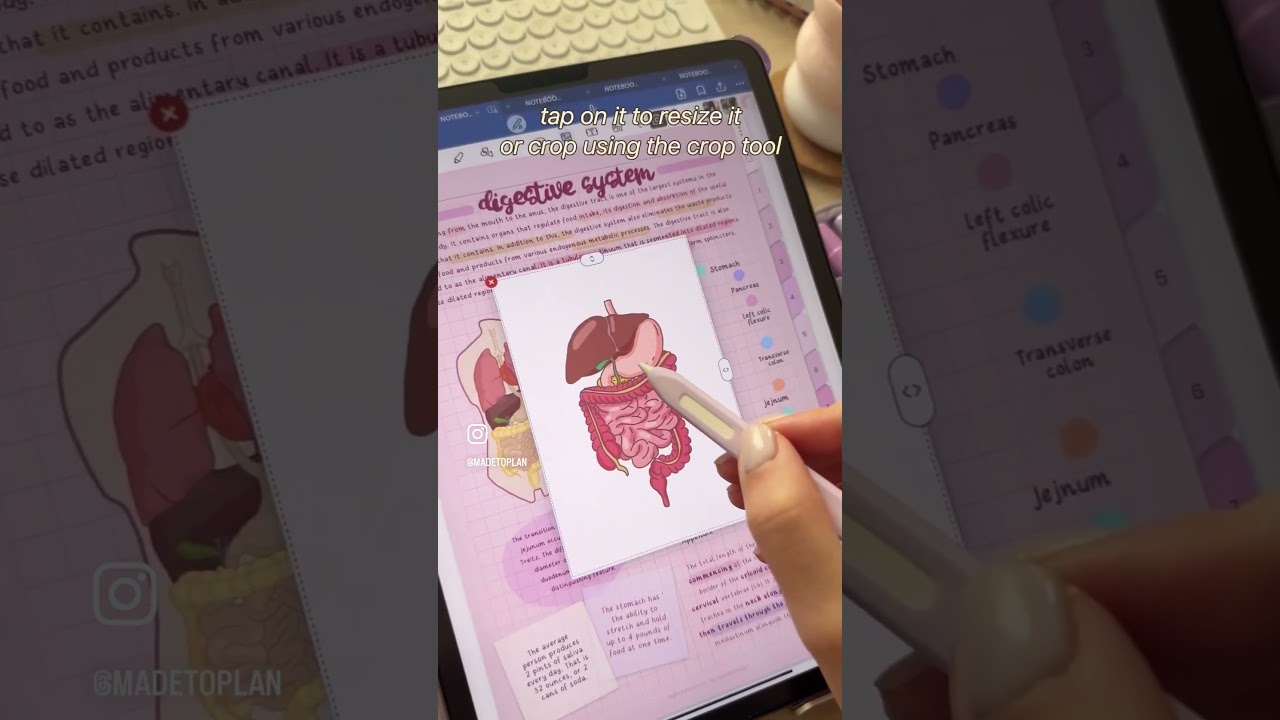 How to add Images to Your Digital Notes ✏️💕 iPad Note-taking - GoodNotes6, Aesthetic Digital Notes