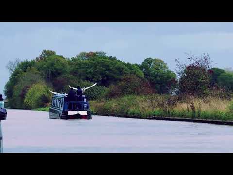 Kamikaze mute Swans Middlewich branch Shropshire union canal