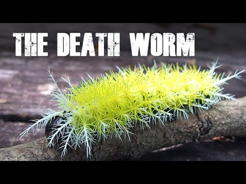 The Most VENOMOUS ANIMALS In The World