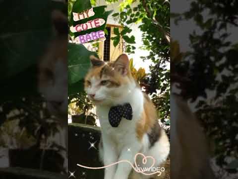 kitty manika♥️♥️