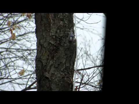 NuthatchDance mpeg 2,720x480 24p 8mps