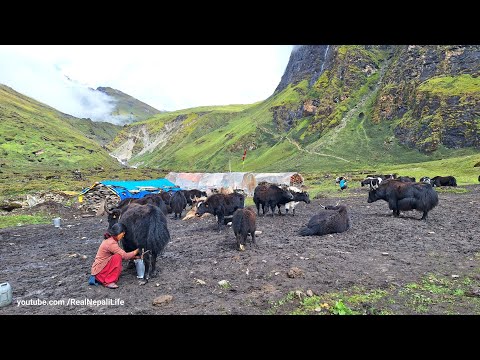 Himalayan Shepherd Life | The Making Process of Ghee in the himalayan Yak farm | Dolpa | Nepal 🇳🇵|