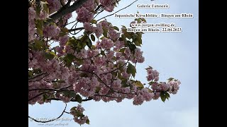 Galerie Fotoserie Japanische Kirschblüte Bingen am Rhein 