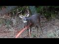 40 Bow Hunting Kill Shots 4K Slow Motion