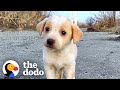 Puppy Found With Garbage Wouldn T Stop Shaking The Dodo