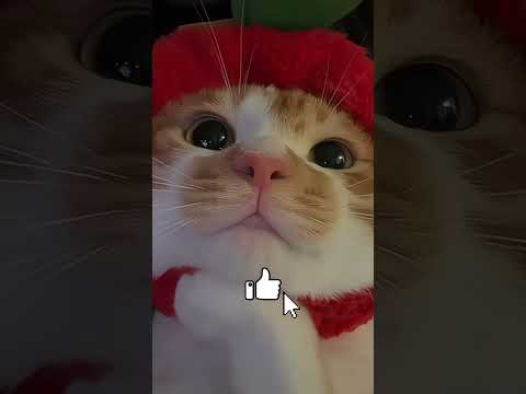 Something Strange Was Inside Its Belly?!