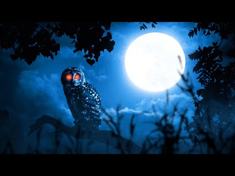 Owl sounds with 10 hours of various owls hooting at night
