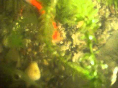 comment soigner les poissons d'aquarium