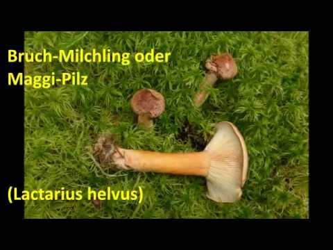 Bruch-Milchling / Maggi-Pilz (Lactarius helvus)