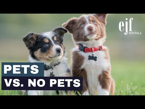 Why Allowing Pets in Your Rental Property Can Benefit You