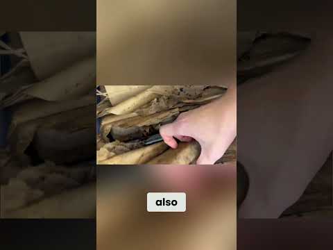 Unlocking Worm Bedding Tips: Using Leaves and Cardboard #shorts