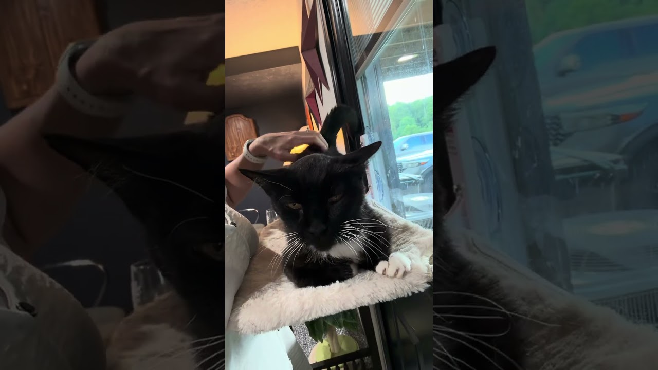 Cora, a ADOPTABLE Tuxedo in CANONSBURG, PA video 3/5