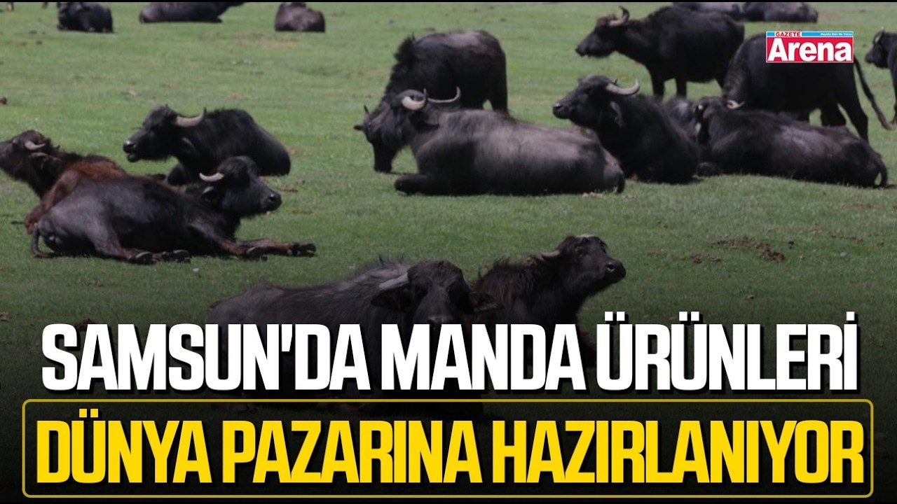 Samsun'da manda ürünleri dünya pazarına hazırlanıyor