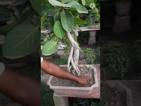 , title : 'Banyan bonsai soil ploughing||Bonsai soil||#KushwahaNursery ||#bonsai||#shorts'