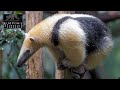 Tamandua The Lesser Known Anteater