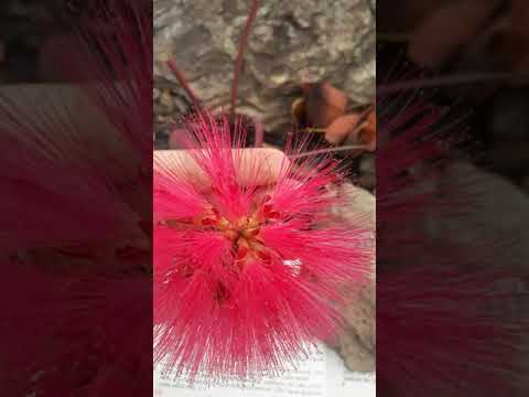 Hino 510 da arpa cristã