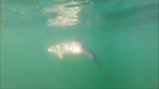 Schweinswal in der Ostsee   SANTIANO   Mit den Gezeiten   Great song of indifference