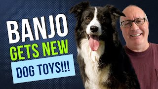 Banjo Gets New Dog Toys
