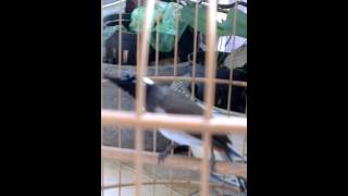 VIDEO0401