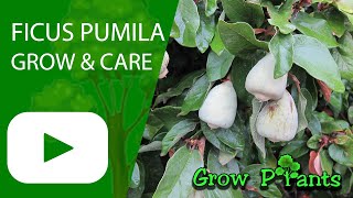 Ficus pumila – grow & care (Creeping fig or Climbing fig)