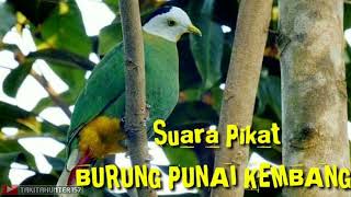 Download lagu SUARA PEMANGGIL BURUNG PUNAI KEMBANG PASTI AKAN DATANG mp3