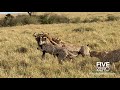 5 Cheetahs Chase And Catch Adult Wildebeest