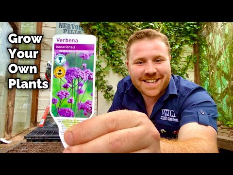 How To Grow Your Own Plants From SEED - Verbena Bonariensis
