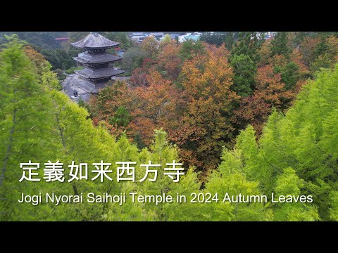 [4K]定義如来西方寺五重塔の早朝紅葉🍁/ Jogi Nyorai Saihoji Temple🏯: Morning Autumn Leaves