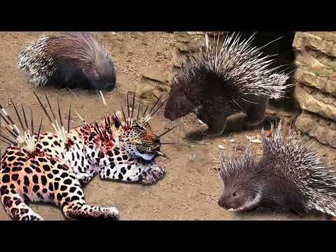 Top 10 Animals Died Tragically When It Tried To Attack The Porcupine - Leopard, Lion, Cheetah