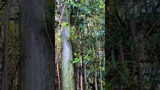 山の中で何か聞こえる。作業BGM #shorts