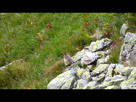 MARMOT RUNNING IN THE HIGH TATRAS - ŚWISTAK W TATRACH WYSOKICH 4