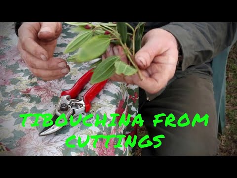Soft tip Tibouchina cuttings, propagation