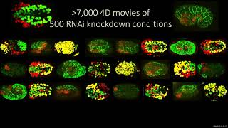 Newswise:Video Embedded new-atlas-provides-unprecedented-insights-on-how-genes-function-in-early-embryo-development