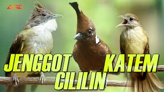 Download lagu MASTERAN KAPAS TEMBAK - CUCAK JENGGOT - CILILIN mp3 Download lagu MASTERAN KAPAS TEMBAK - CUCAK JENGGOT - CILILIN mp3