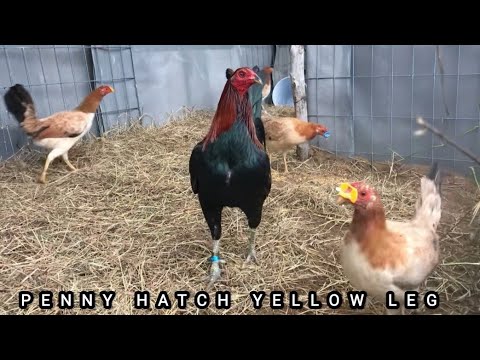 Penny Hatch Yellow Leg Kelso Sweater Asil Plummer Beautiful Birds Gueromel Farm
