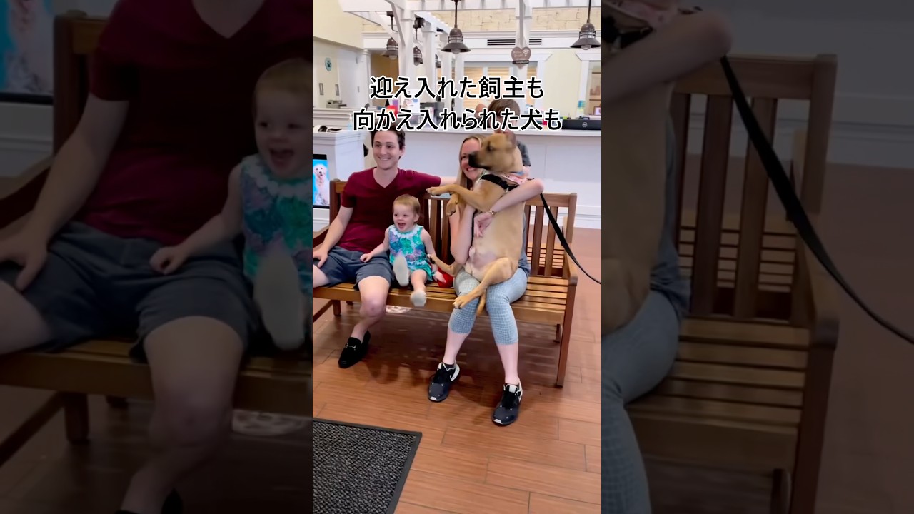 保護施設で暮らす保護犬に里親が見つかった#shorts #dog #rescue #respect #犬#保護犬