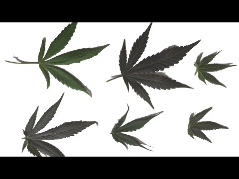 Cannabis? Regulierung. Aber sicher!