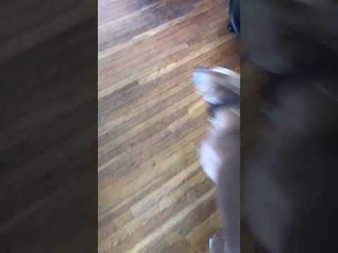 Duke Dog Training / Coaching video.