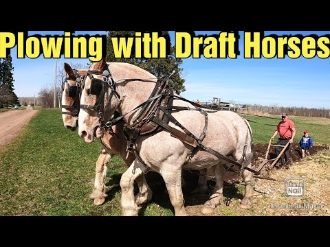 2nd YouTube video about how many acres can a horse plow in a day